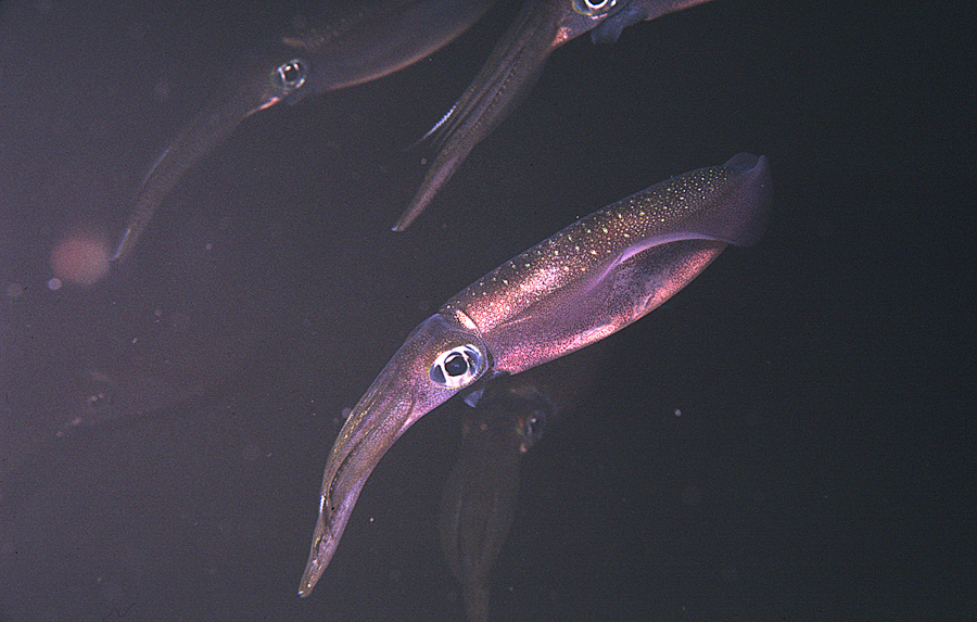 Image of bigfin reef squid