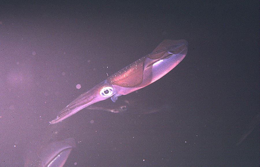 Image of bigfin reef squid