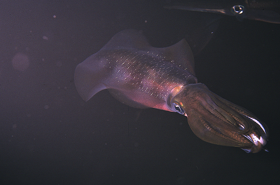 Image of bigfin reef squid