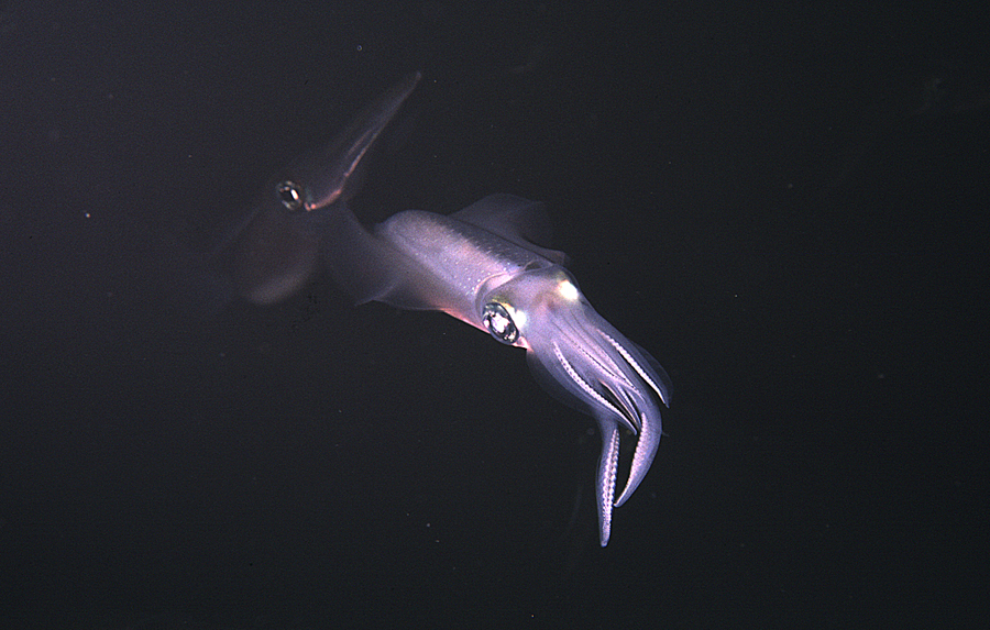 Image of bigfin reef squid