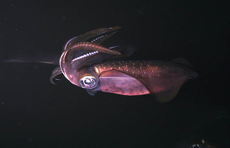 Image of bigfin reef squid