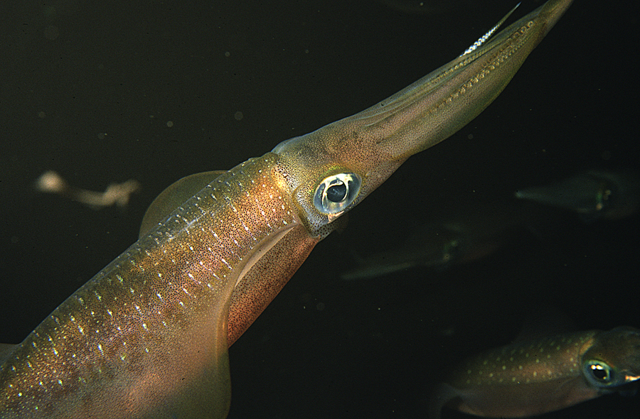 Image of bigfin reef squid