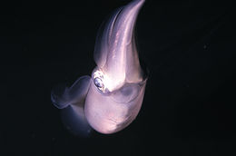 Image of bigfin reef squid