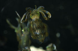 Image of bigfin reef squid