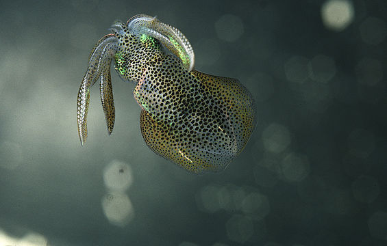 Image of bigfin reef squid