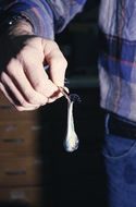 Image of bigfin reef squid