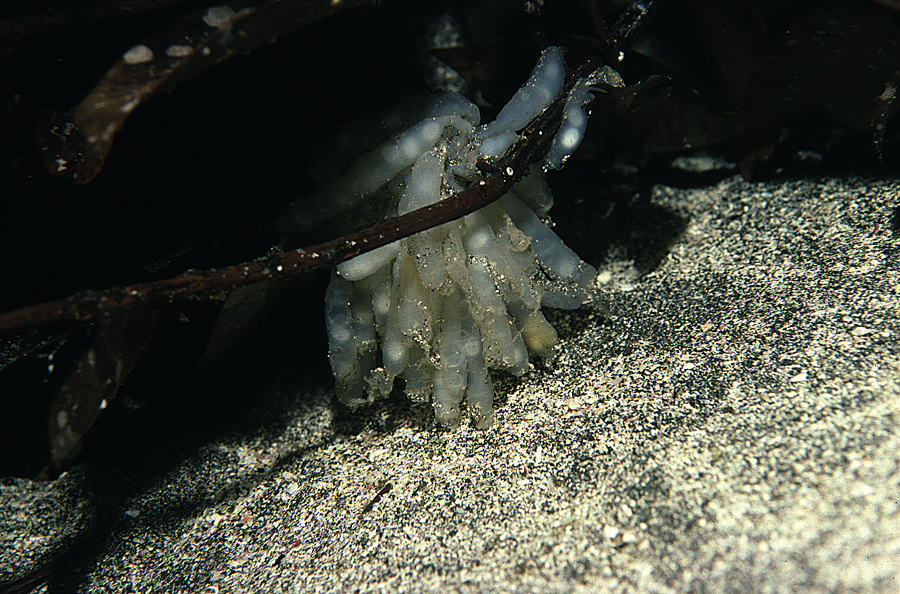 Image of bigfin reef squid