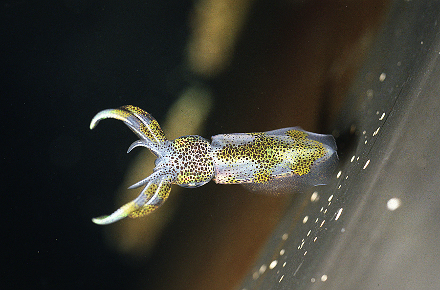 Image of bigfin reef squid