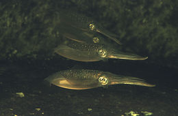 Image of bigfin reef squid