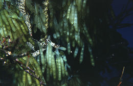 Image of bigfin reef squid