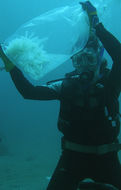 Image of bigfin reef squid