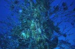 Image of bigfin reef squid