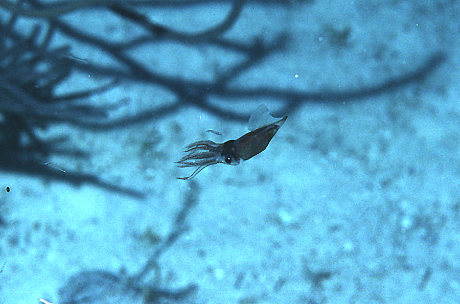 Image of Midwater Squid