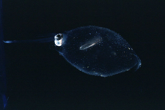 Image of Rough cranch squid