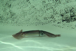 Image of orangeback flying squid