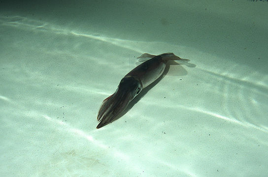 Image of orangeback flying squid