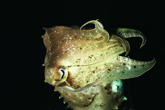 Image of Broadclub Cuttlefish