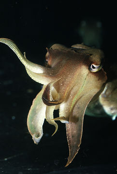 Image of Broadclub Cuttlefish