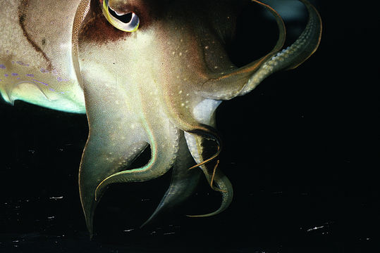 Image of Broadclub Cuttlefish