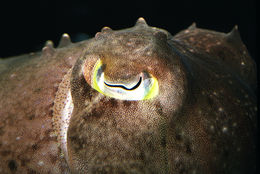 Image of Broadclub Cuttlefish