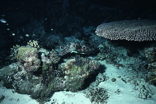 Image of Broadclub Cuttlefish