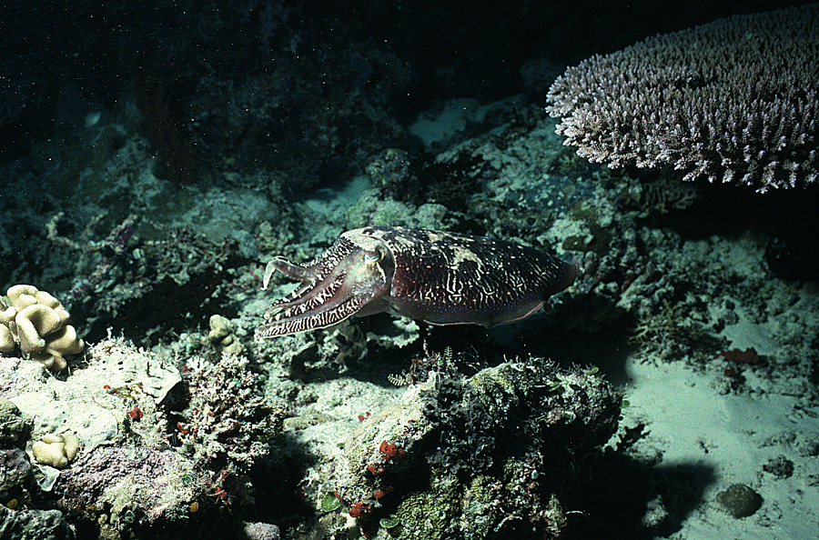 Image of Broadclub Cuttlefish