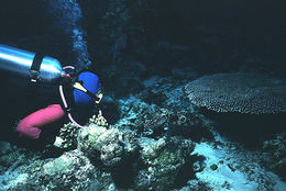 Image of Broadclub Cuttlefish