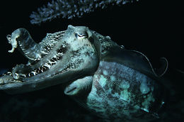 Image of Broadclub Cuttlefish