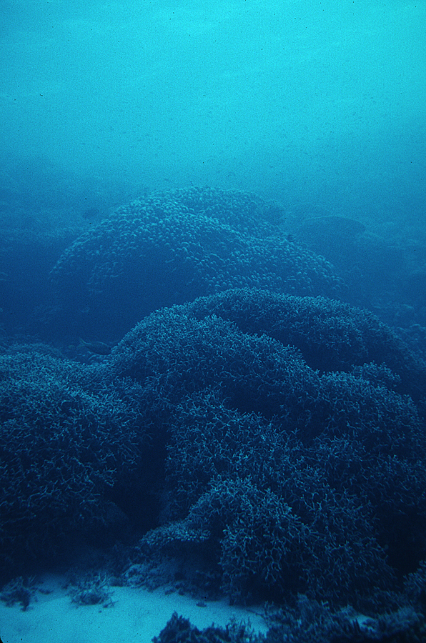 Image of Broadclub Cuttlefish