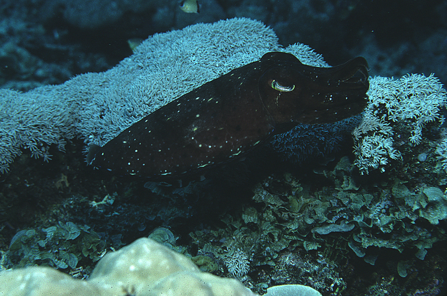 Plancia ëd Sepia latimanus Quoy & Gaimard 1832