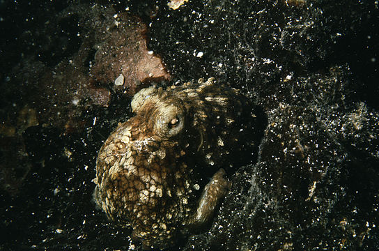 Image of Common octopus