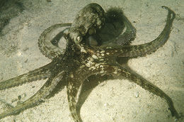 Слика од Octopus vulgaris Cuvier 1797