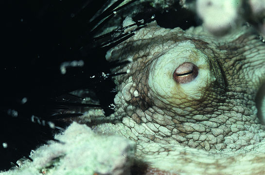 Image of Common octopus