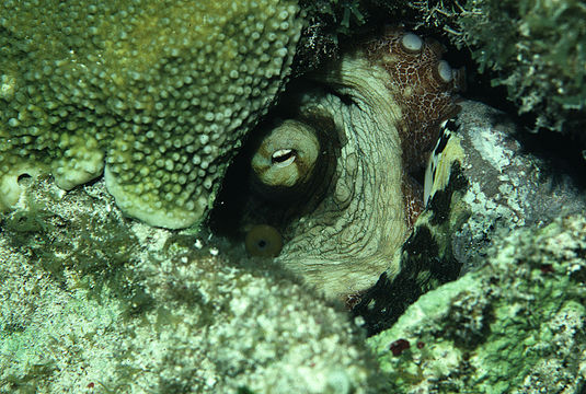 Image of Common octopus