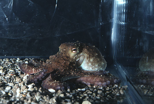 Image of Common octopus