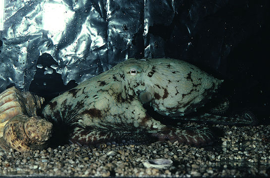 Image of Common octopus