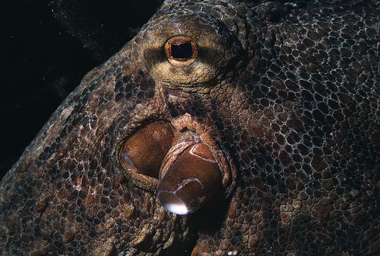 Image of Common octopus