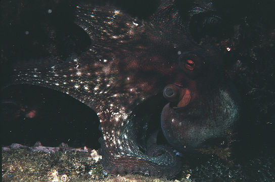 Image of Common octopus