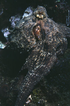 Image of Common octopus