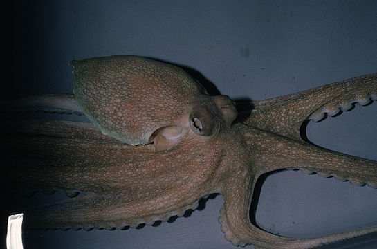 Image of Common octopus