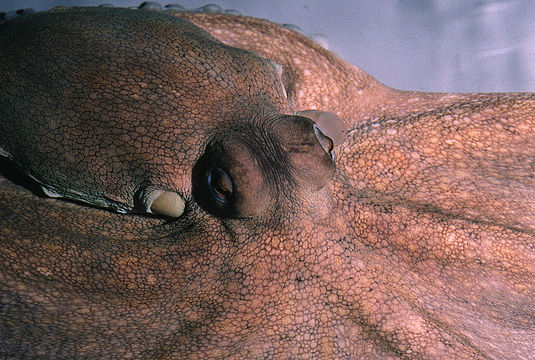 Image of Common octopus