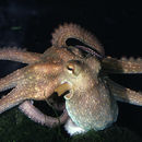 Image of cephalopods