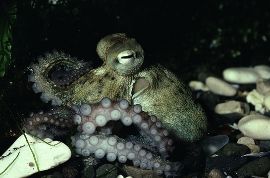 Image of Common octopus