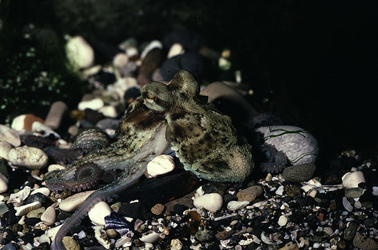 Image of Common octopus