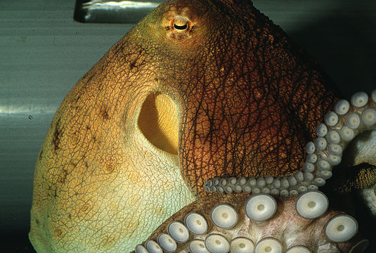 Image of Mexican four-eyed octopus