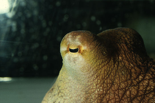 Image of Mexican four-eyed octopus