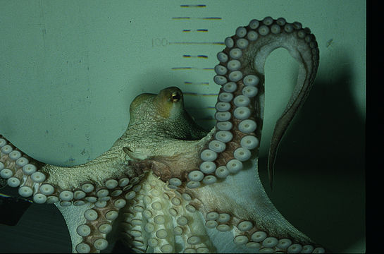 Image of Mexican four-eyed octopus