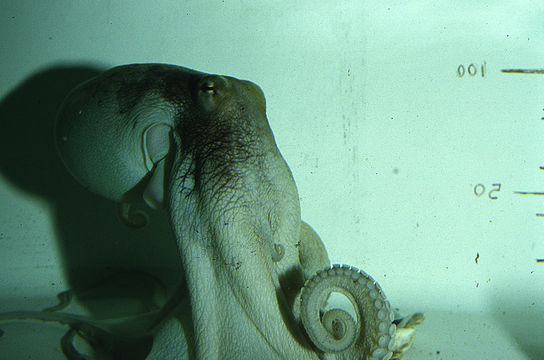 Image of Mexican four-eyed octopus