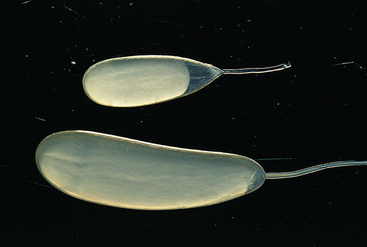 Image of Mexican four-eyed octopus