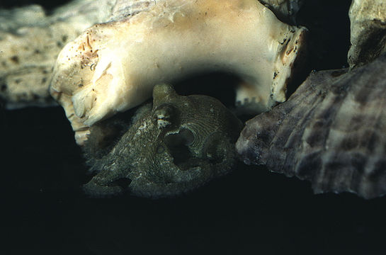 Image of Mexican four-eyed octopus